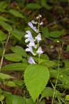 Showy skullcap